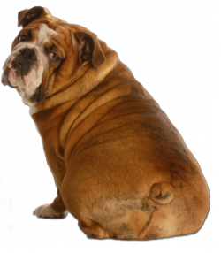 royal-canin: Diät Testpaket für Dein molligen Kater oder Hund kostenlos
