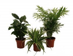 Indoor-Trio Zimmerpflanzen (Kaffe-Pflanze, Grünlilie und Zimmerpalme) für 10,99 € (21,81 € Idealo) @Amazon