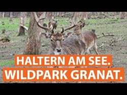 Familien-Tagesticket Naturwildpark Granat für 14,90 € statt 32,00€ @groupon.de